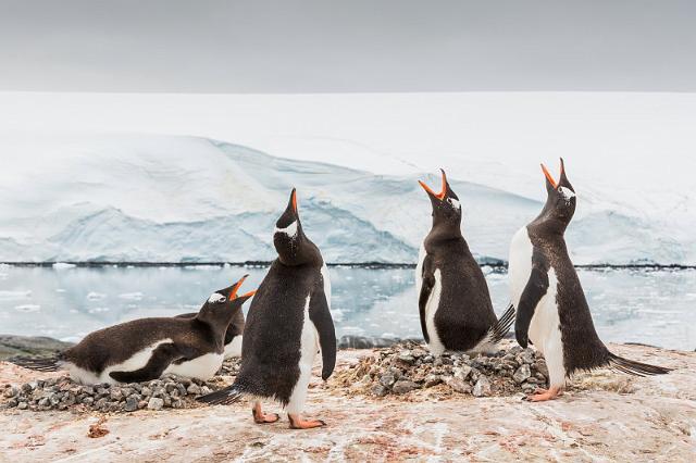 125 Antarctica, Port Lockroy, ezelspinguins.jpg